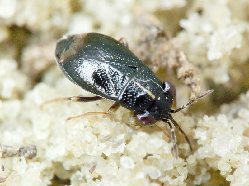 Geocoris ater (Fabricius, 1787)